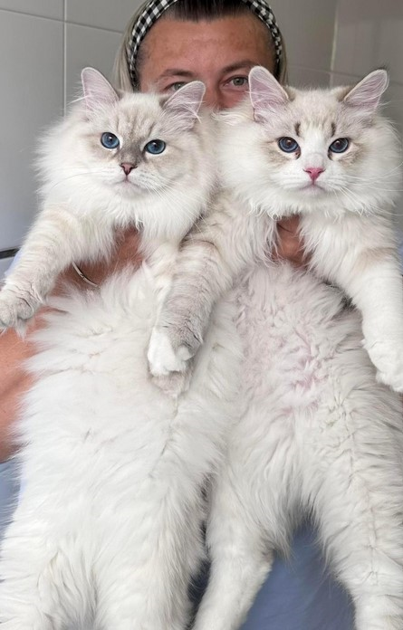 Perfect Siberian Kittens for Sale - image 1