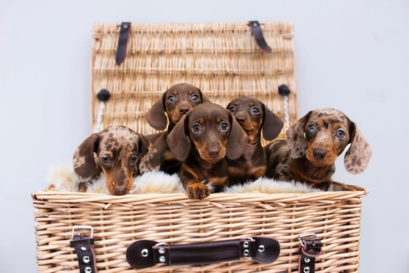 Dachshund Puppies For Adoption Near Me - image 1