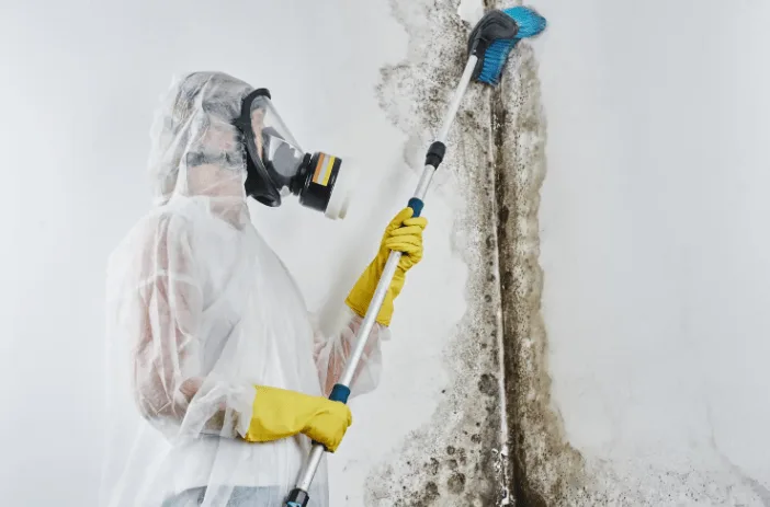 What Services Do Certified Mold Specialists in Los Feliz, CA Provide? - image 1
