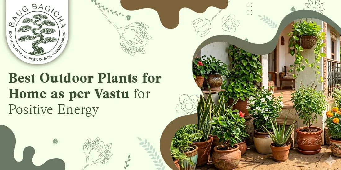 Vastu Approved Indoor Plants for Home | baugbagicha - image 1