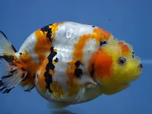 Fancy Goldfish for Sale - image 1