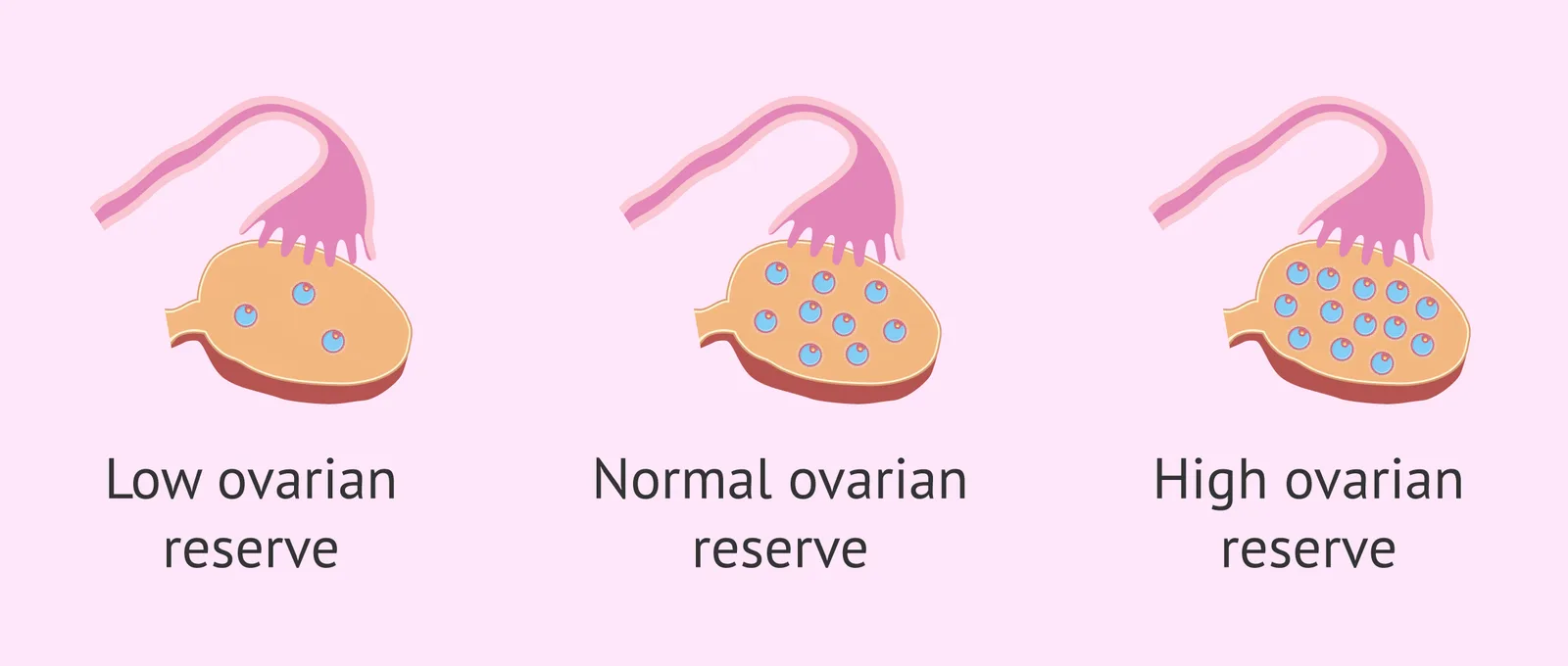 Ovarian Reserve Testing in Delhi | Personalized Fertility Care - image 1