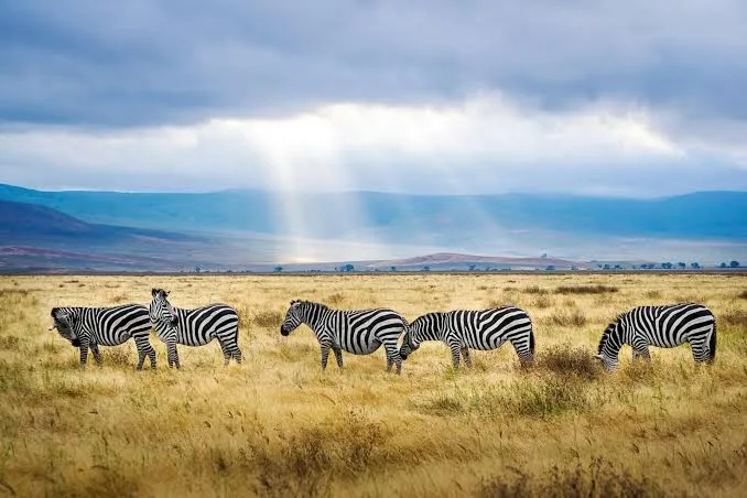 What Makes Luxury Climbing Mount Kilimanjaro Unique? - image 1