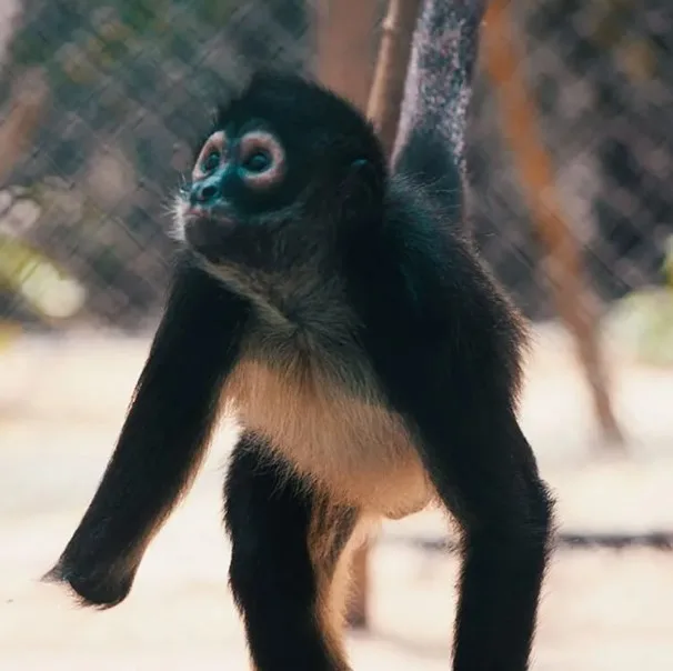 AMPERIO-Spider Monkey Baby - image 1