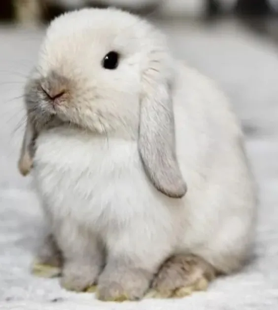Snow Bunnies for Sale - image 1