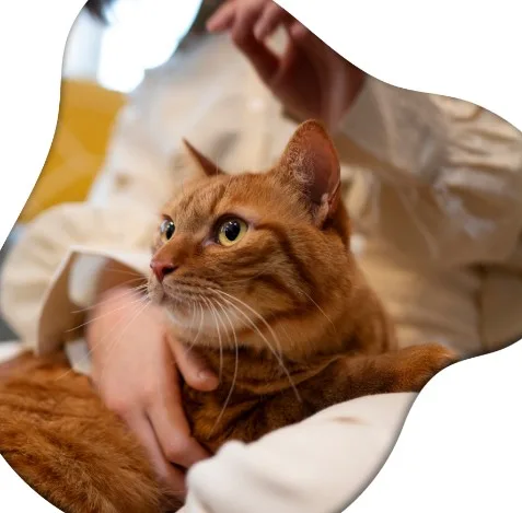 Cat Sitter West Hollywood for Your Feline Friend | West Coast Paws - image 1