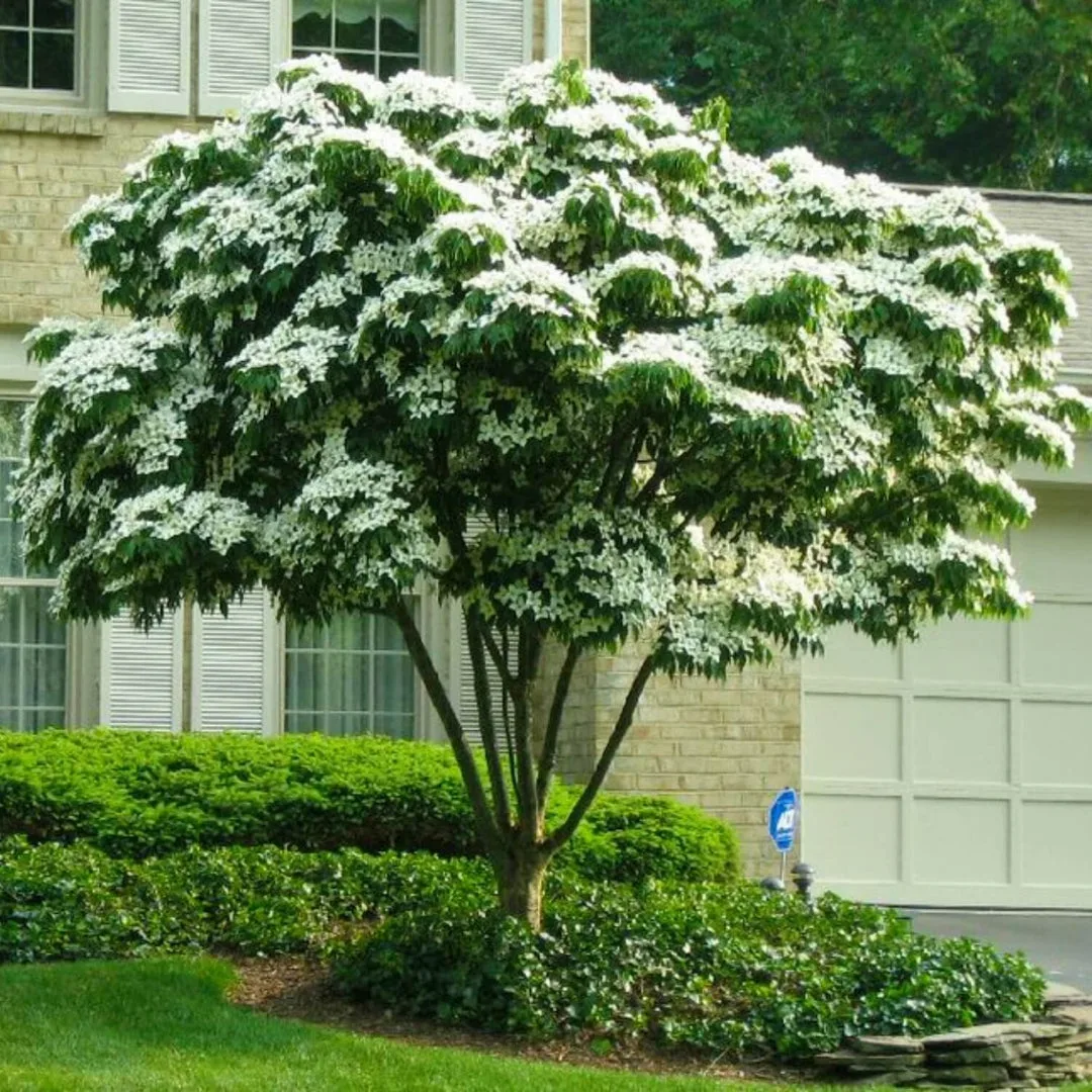 Kousa Dogwood Tree with Beautiful White Flowers for Every Landscape - image 1