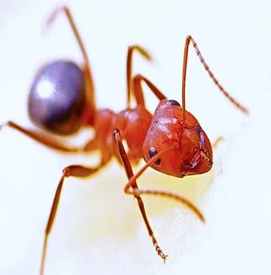 $30 OFF Professional Ant Removal | ALCO Animal & Pest Control - image 1