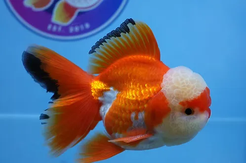 Best Fancy Goldfish in Austin - image 1
