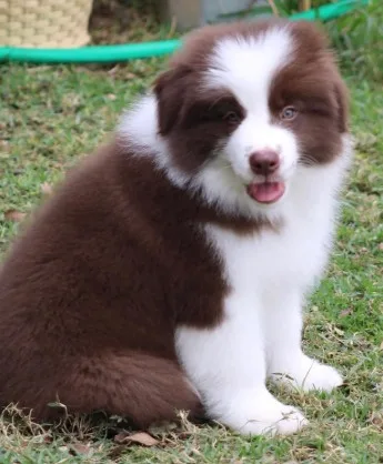 Beautiful & Healthy Border Collie - image 1