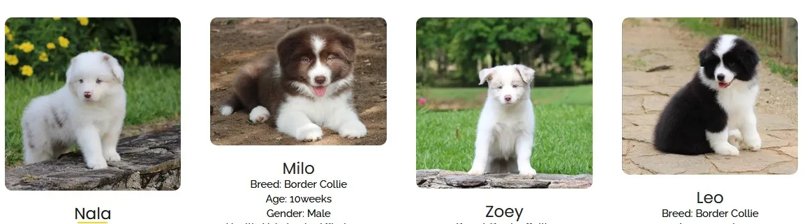 Meet Our Beautiful Border Collie Puppies - image 1