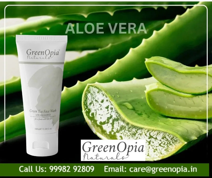 Why Your Oily Skin Needs Aloe Vera in a Green Tea Face Wash - Greenopia - image 1