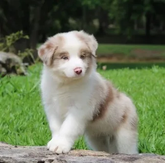 Producing Quality Border Collie Puppies - image 1