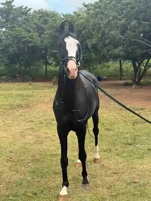 Horse Riding Training in Bangalore - image 1