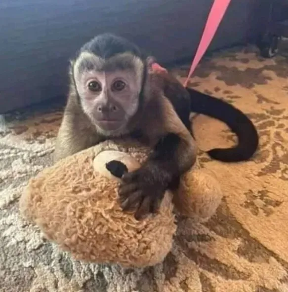 Charlie Capuchin Monkey For Sale - image 1