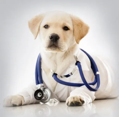 Complete Veterinary Practice Management Software Solution - image 1