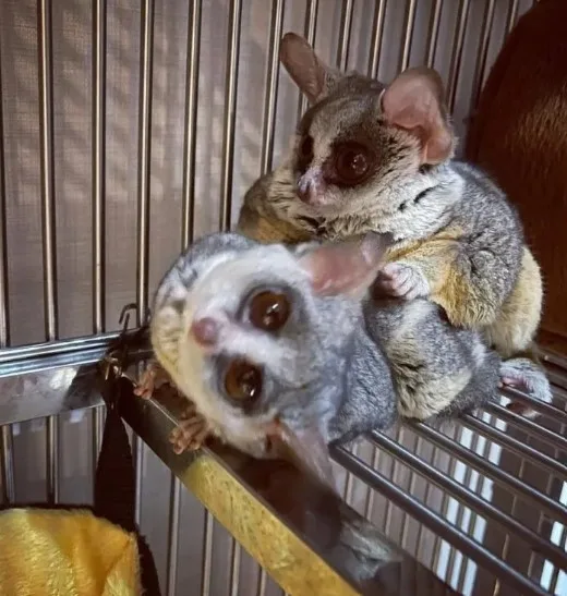 Bush Baby Male - image 1