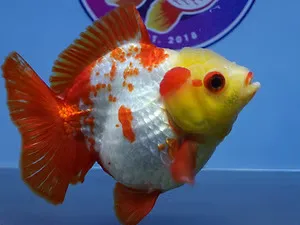 Online Goldfish Store - image 1