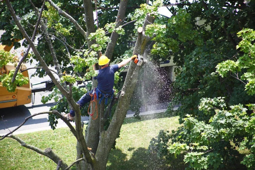 Fast Response for Urgent Tree Problems Emergency Tree Removal Company - image 1